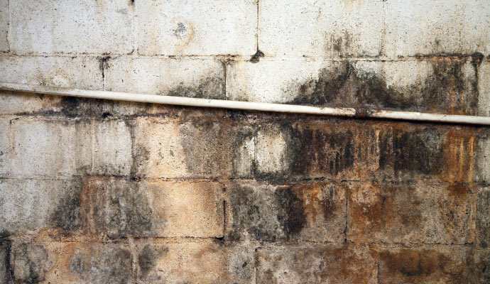 Mold in basement